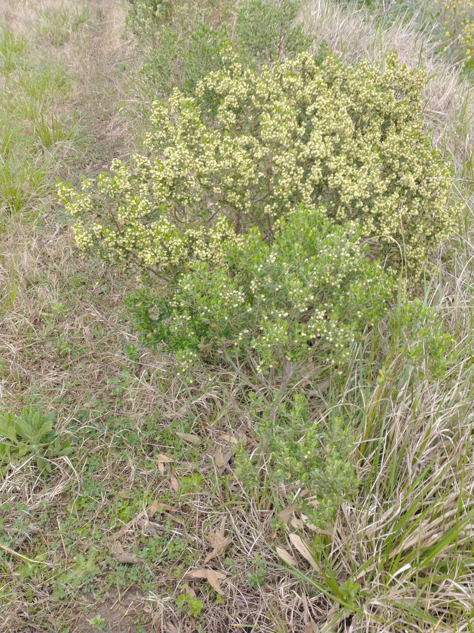 Image of Baccharis dracunculifolia subsp. tandilensis (Speg.) Giuliano