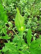 Image of Arisaema serratum var. serratum