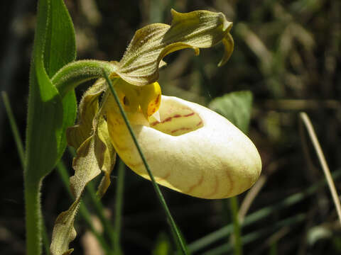 Imagem de Cypripedium candidum Muhl. ex Willd.