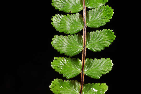 Image de Asplenium tripteropus Nakai