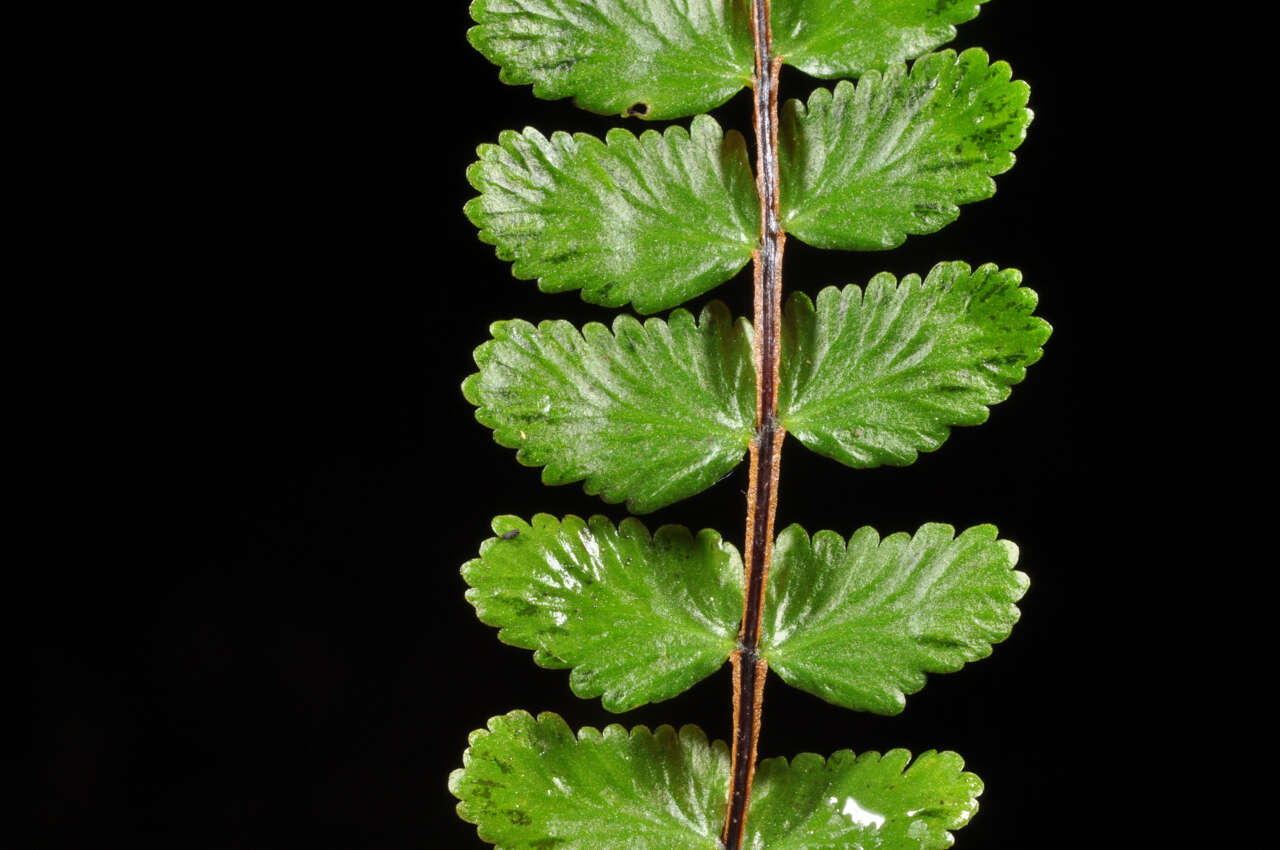 Image de Asplenium tripteropus Nakai