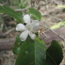 Image of Coffea moratii J.-F. Leroy ex A. P. Davis & Rakotonas.