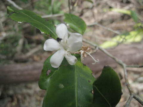 Image de Coffea moratii J.-F. Leroy ex A. P. Davis & Rakotonas.