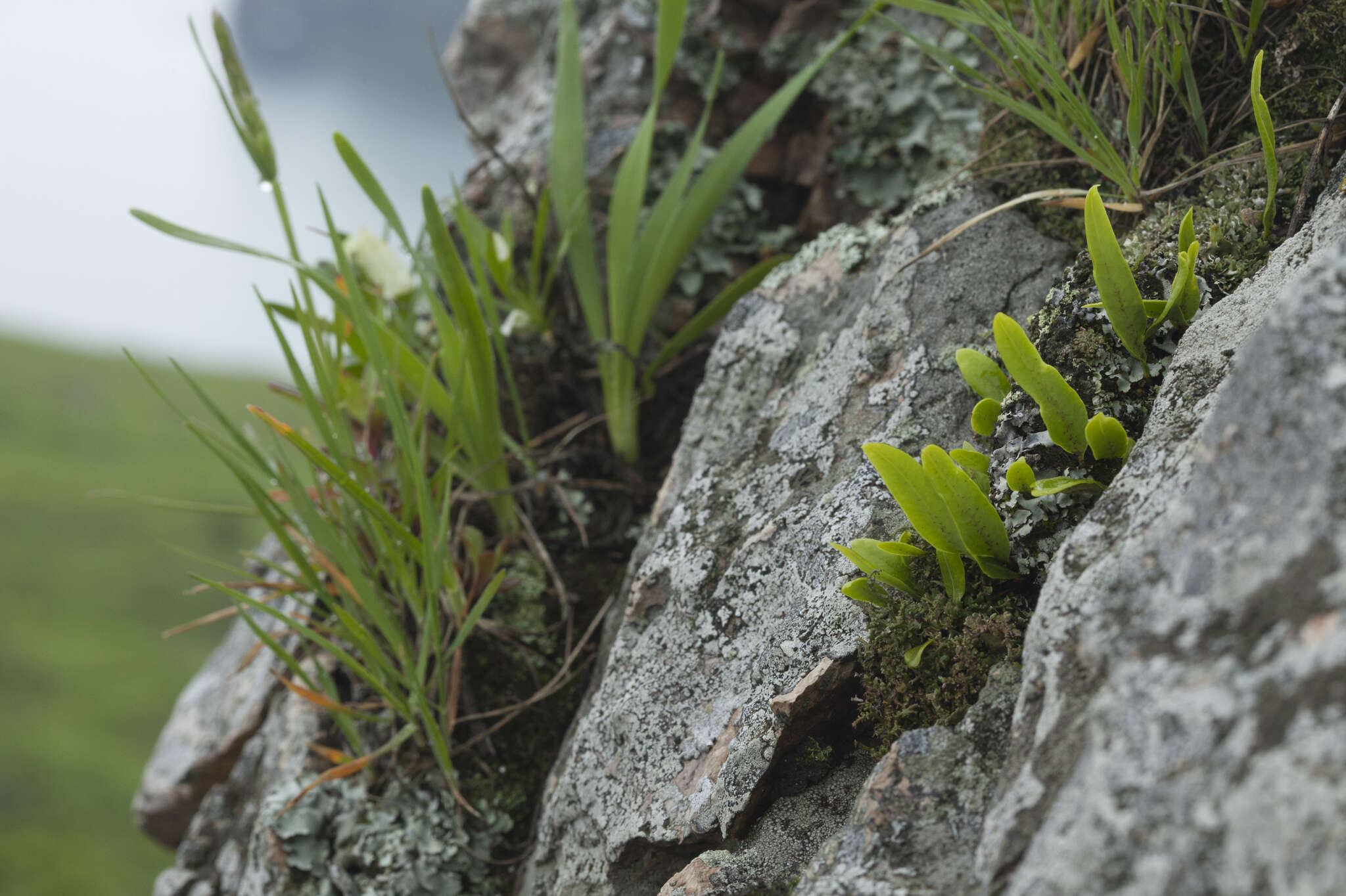 Image of Lepisorus ussuriensis (Regel & Mack.) Ching