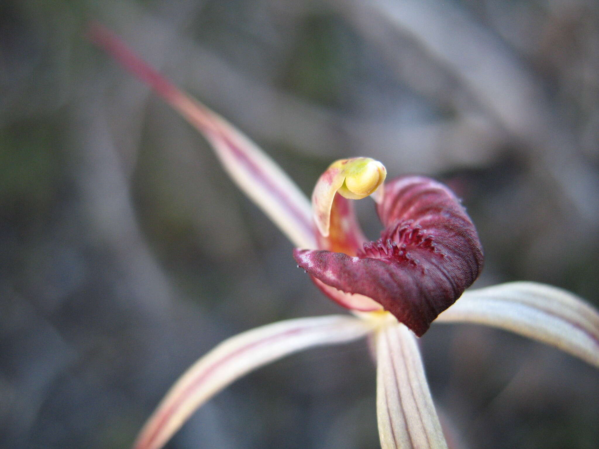 Image of Drooping spider orchid