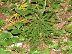 Imagem de Dendrolycopodium hickeyi (W. H. Wagner, Beitel & R. C. Moran) A. Haines