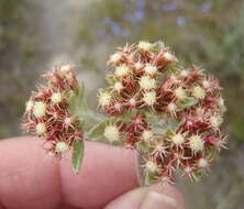 Image de Helichrysum spiralepis Hilliard & Burtt