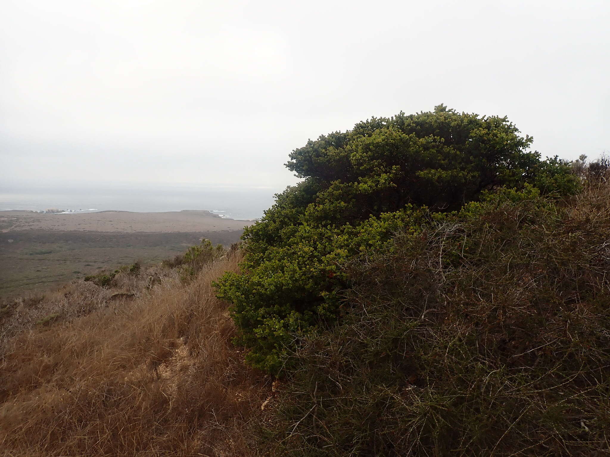 Plancia ëd Arctostaphylos pechoensis (Abrams) Dudley