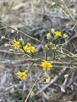 Image of San Joaquin snakeweed