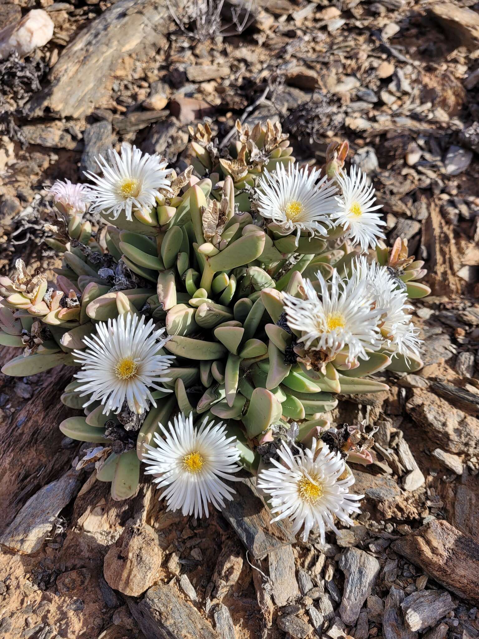 Image of Hartmanthus pergamentaceus (L. Bol.) S. A. Hammer