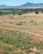 Image of Fence Aloe