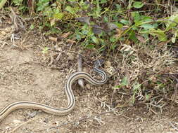 Image of Dromicodryas quadrilineatus (A. M. C. Duméril, Bibron & A. H. A. Duméril 1854)