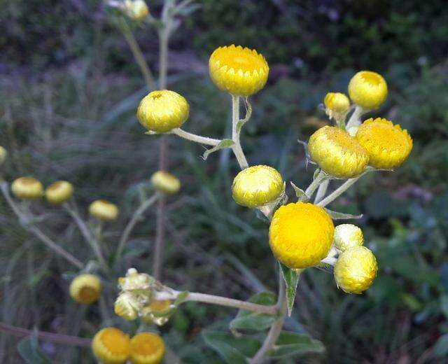 Image of <i>Helichrysum <i>foetidum</i></i> var. foetidum