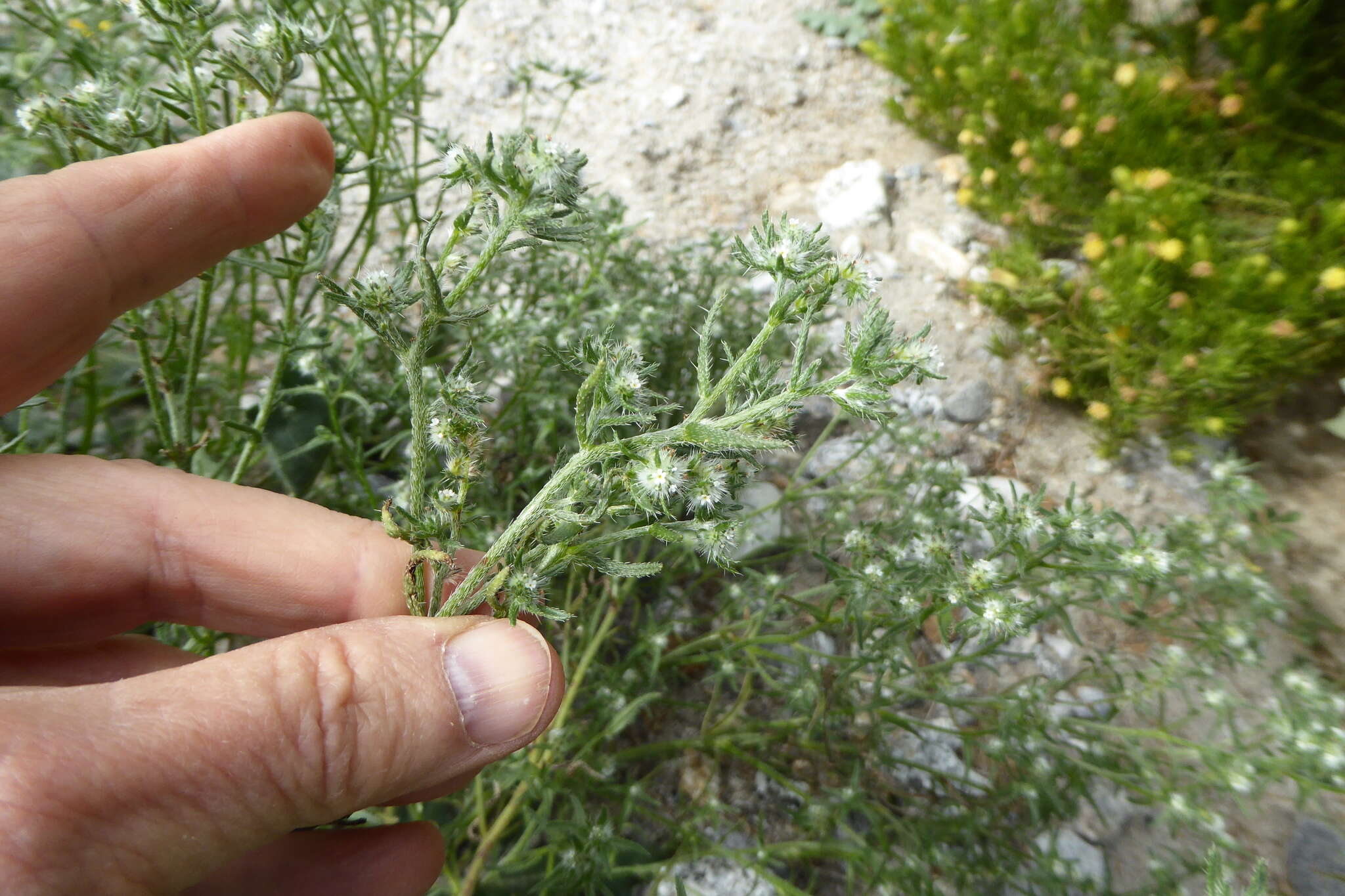 Plancia ëd Cryptantha maritima (Greene) Greene