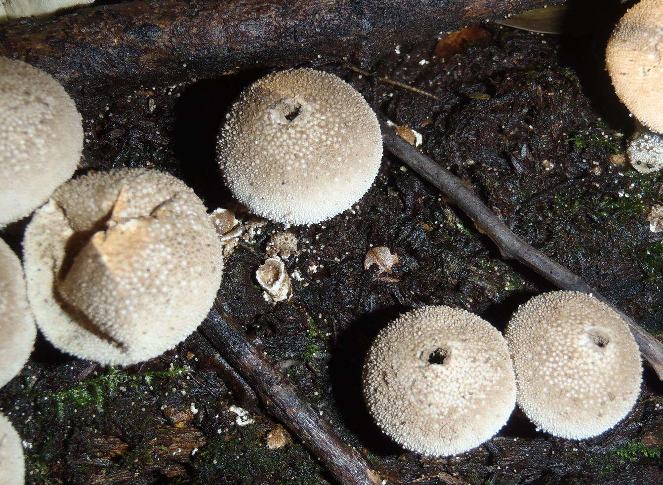 Imagem de Lycoperdon pratense Pers. 1794