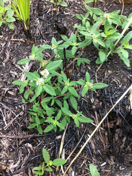 Image of Smooth False Buttonweed