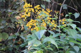 Image de Munnozia hastifolia (Poepp. & Endl.) H. Rob. & Brettell