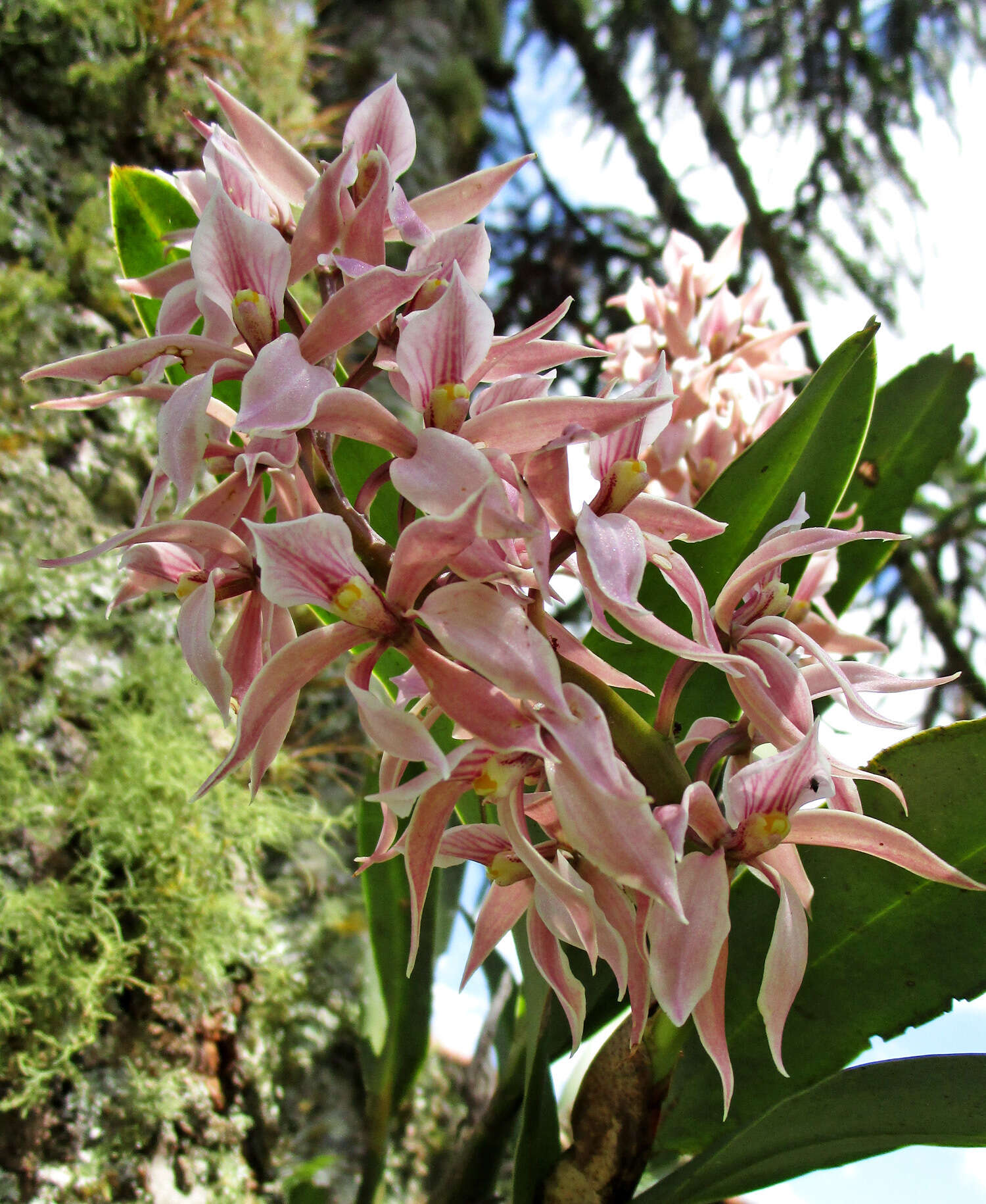 Image of Prosthechea allemanoides (Hoehne) W. E. Higgins