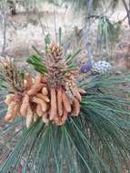 Image de Pinus oocarpa Schiede ex Schltdl.