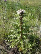 Imagem de Cirsium esculentum (Siev.) C. A. Mey.