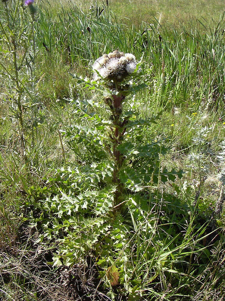 Imagem de Cirsium esculentum (Siev.) C. A. Mey.