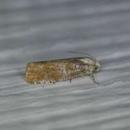 Image of Pitch Twig Moth