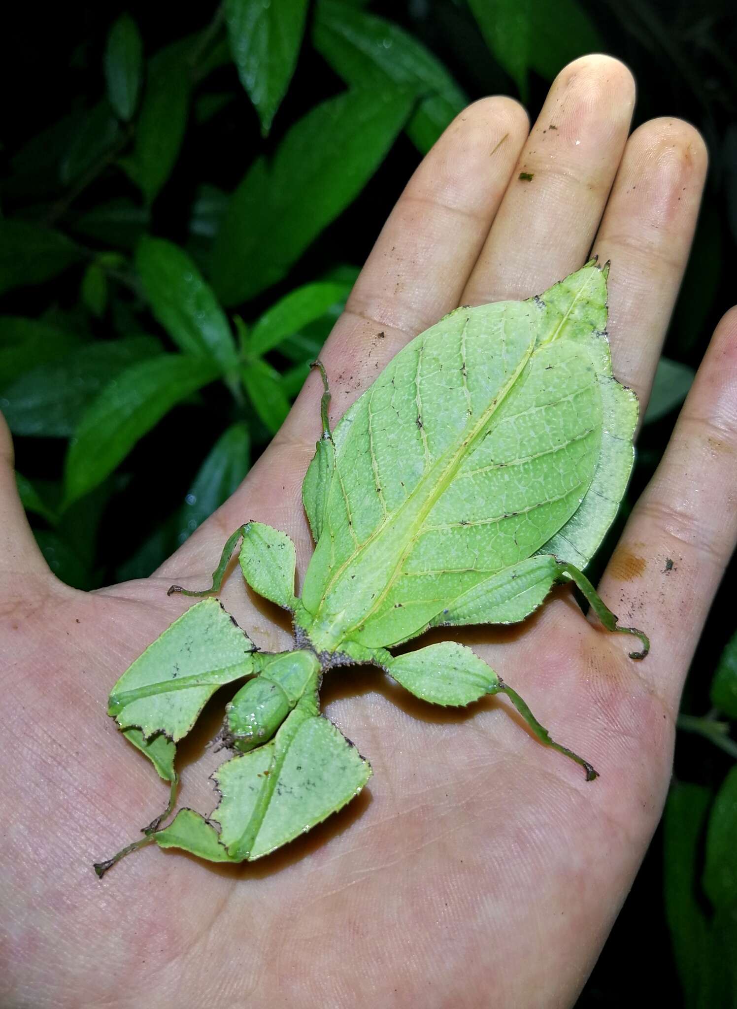 Image of Cryptophyllium tibetense (Liu 1993)