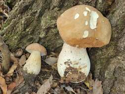 Imagem de Boletus nobilissimus Both & R. Riedel 2000