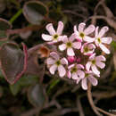 Image of Androsace graceae Forrest