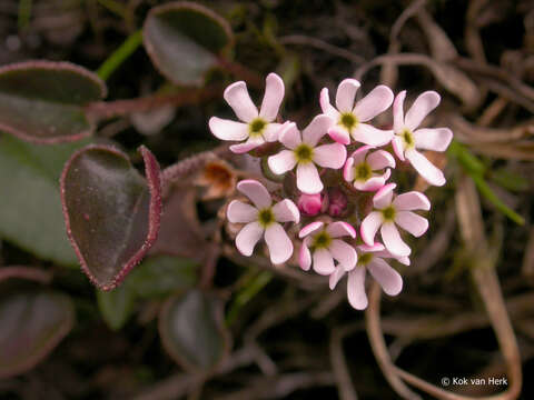 Image of Androsace graceae Forrest