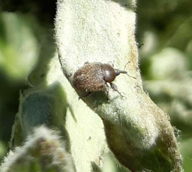 Image of Weevil