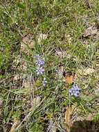 Sisyrinchium ensigerum E. P. Bicknell的圖片