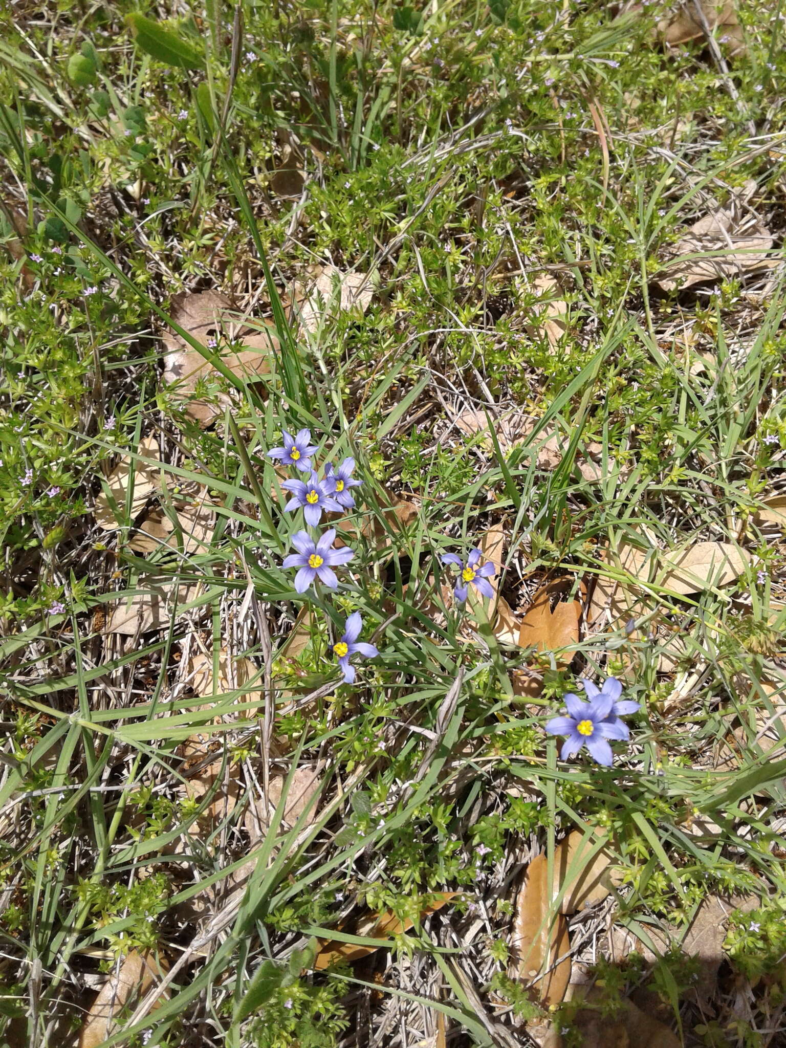 Sisyrinchium ensigerum E. P. Bicknell的圖片