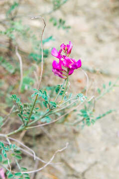 Image de Hedysarum tauricum Willd.