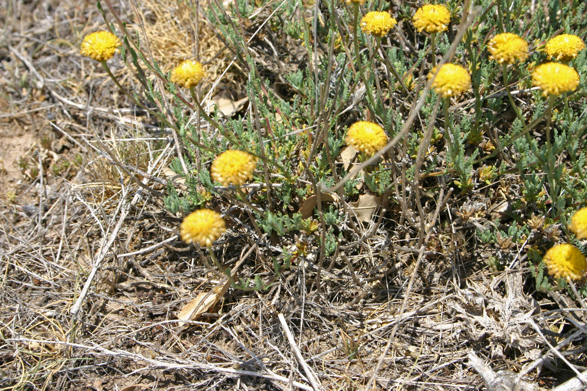 Image of Santolina ageratifolia Asso