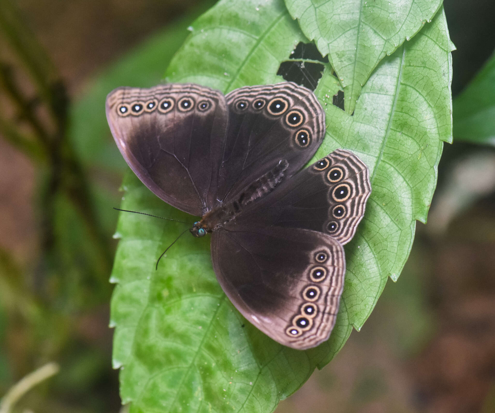 Imagem de Ethope himachala Moore 1857