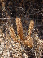 Image of Coris monspeliensis subsp. annua (Halácsy & Bald.) Arrigoni