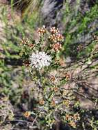 Image of Agathosma marifolia Eckl. & Zeyh.