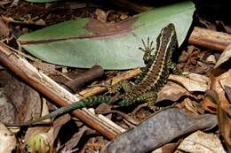 Image of Painted Tree Iguana