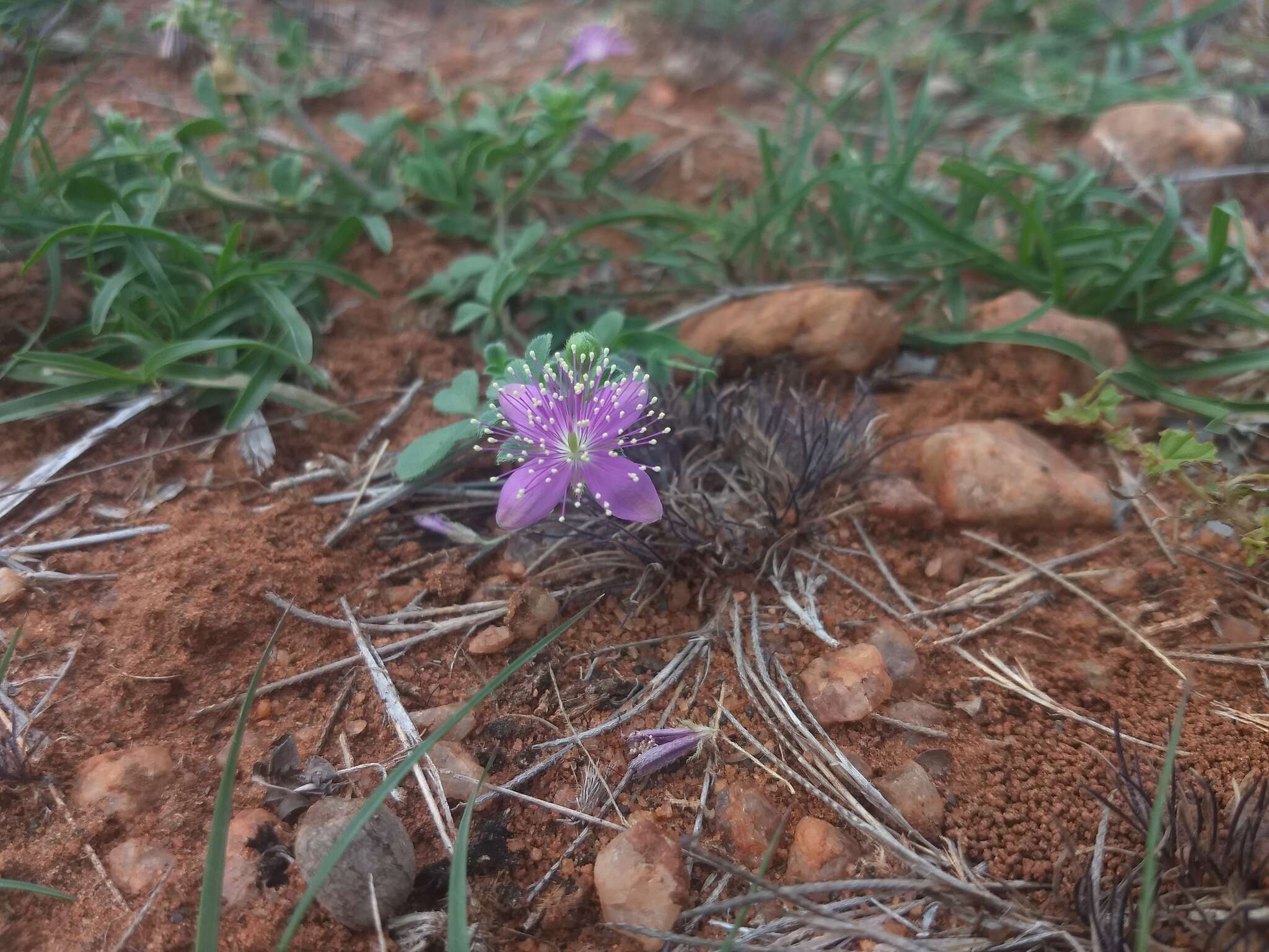 Image of Corynandra felina (L. fil.) Cochrane & Iltis