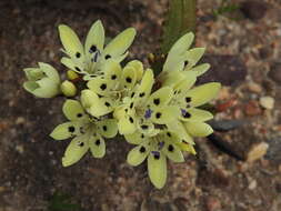 Слика од Codonorhiza fastigiata (Lam.) Goldblatt & J. C. Manning