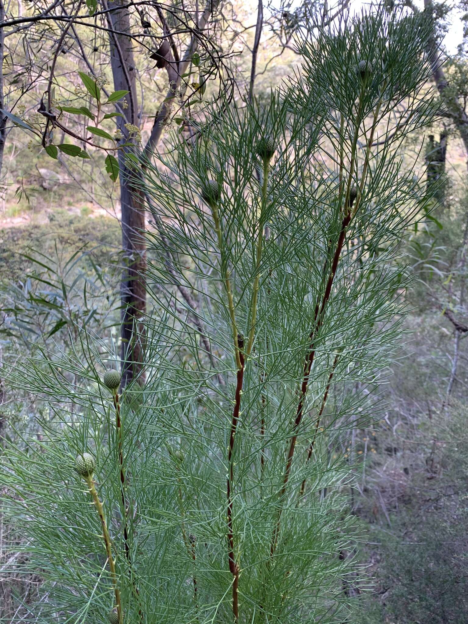 Image of Isopogon anethifolius (Salisb.) Knight