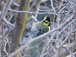 Image of Black-lored Tit