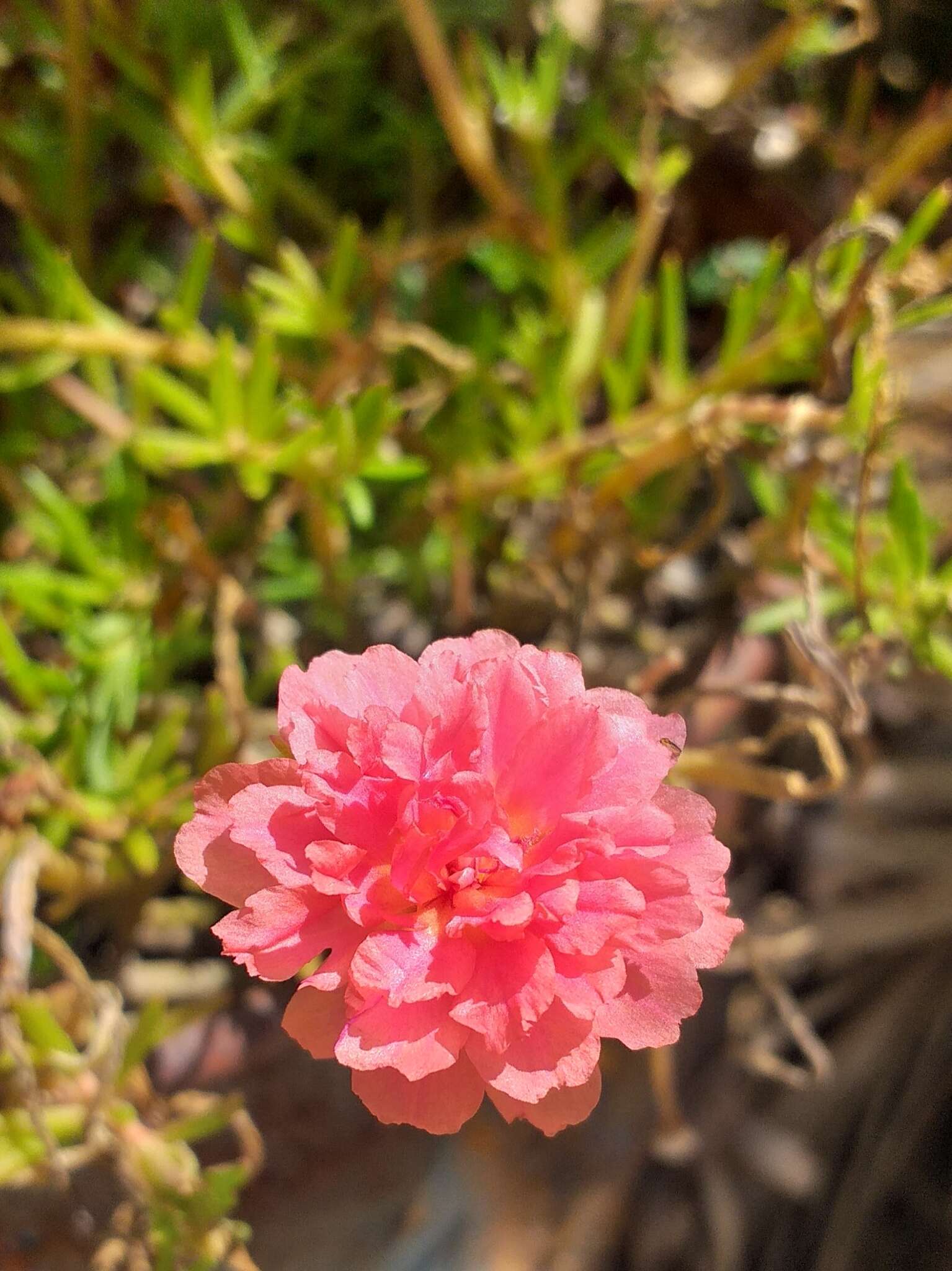 Image of Moss-rose Purslane