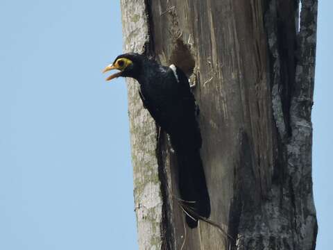 Image of Yellow-billed Barbet