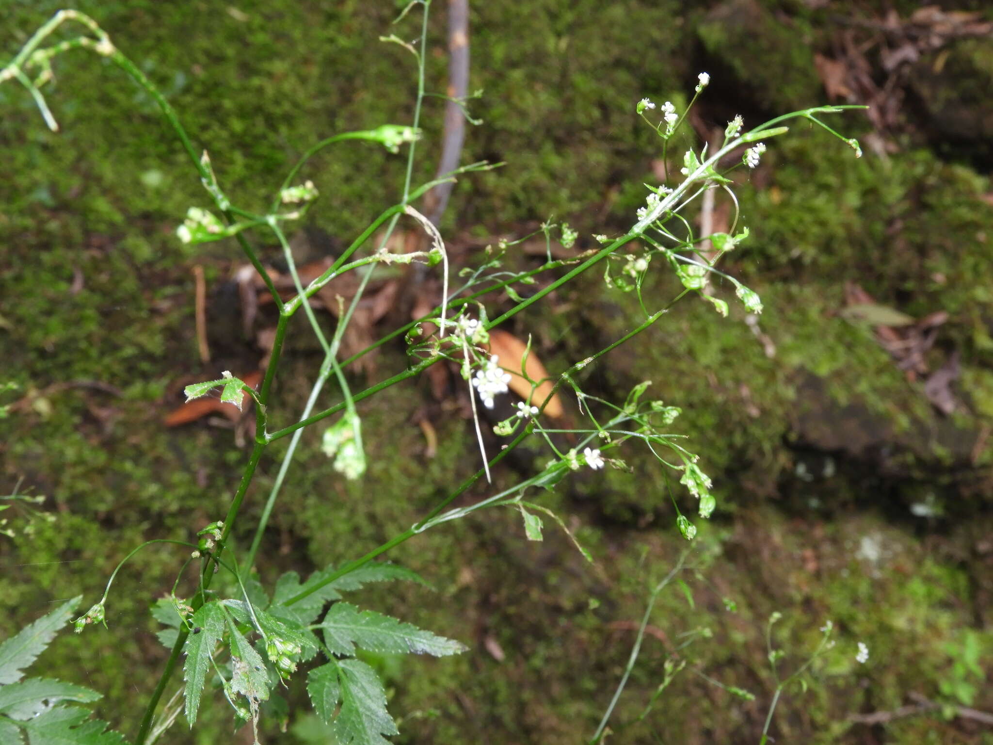 Слика од Daucus elegans (Webb ex Bolle) Spalik, Banasiak & Reduron