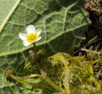 Image of Ranunculus rionii Lagger