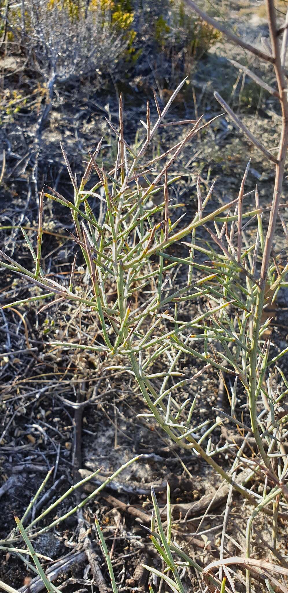 Image of spiny wattle