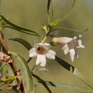 Imagem de Eremophila bignoniiflora (Benth.) F. Muell.