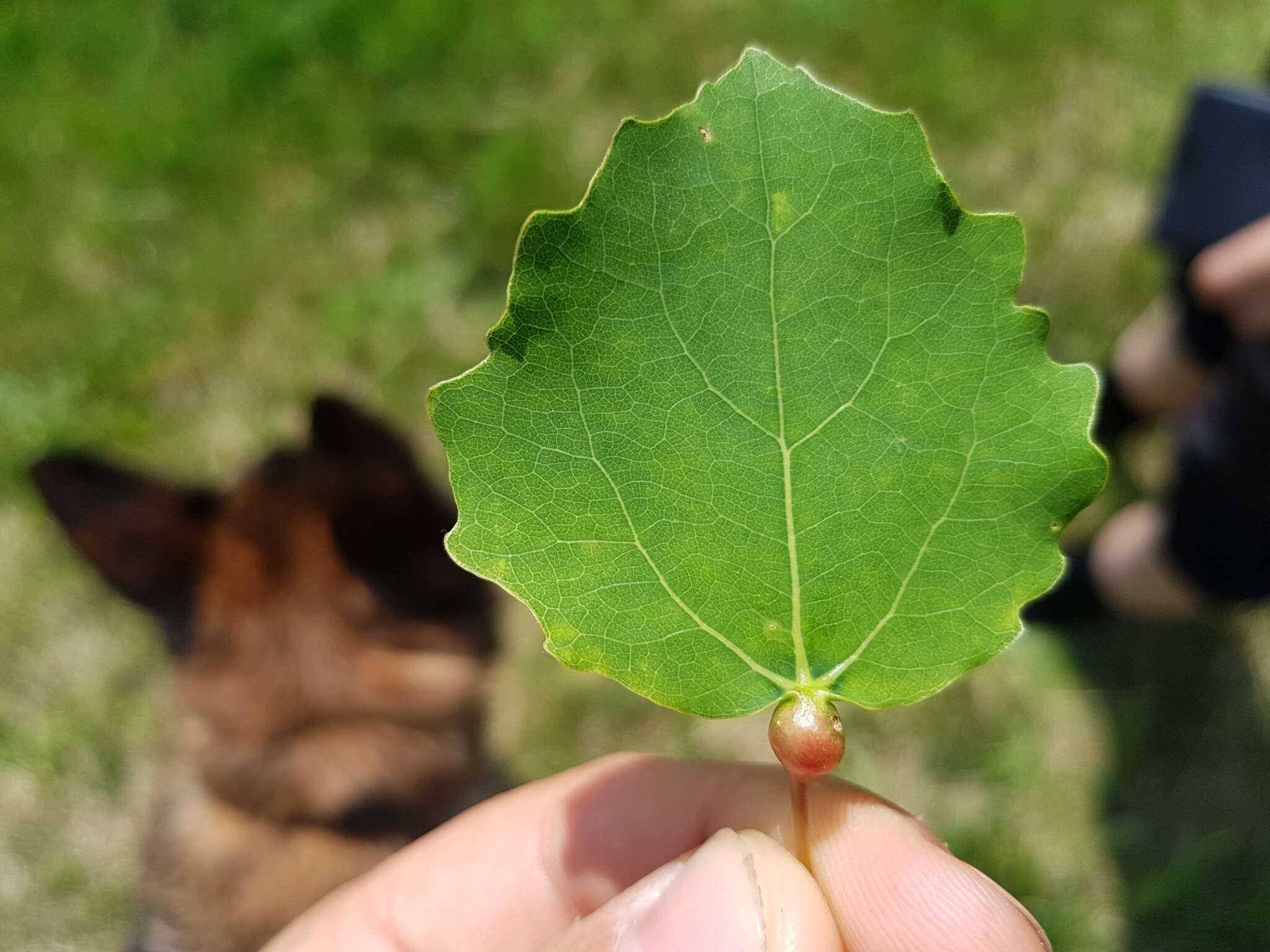 Image of Contarinia petioli (Kieffer 1898)